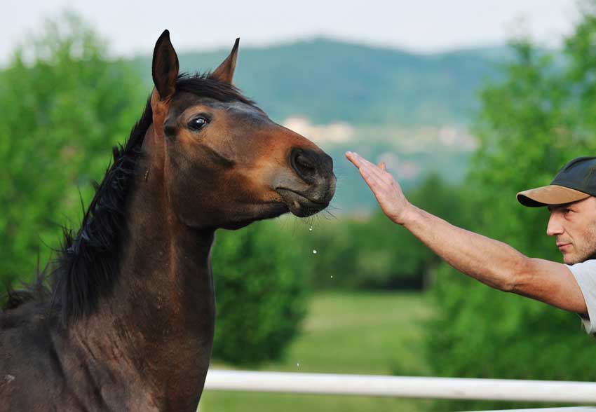 Communication with horse