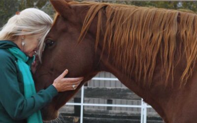 Building trust with horses